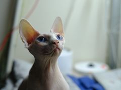 -奈斯宠物医院·核磁CT·异宠专科·内镜(中南店)