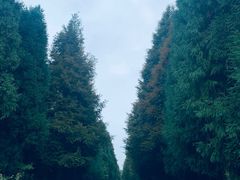 -山王坪喀斯特国家生态公园