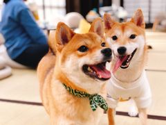 -逗柴咖啡屋·狗咖猫咖宠物桌游