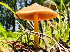 -黄海国家森林公园