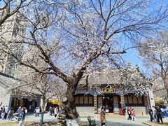 -护国法轮寺