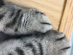 -猫和宫(六道口店)