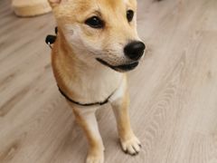 -浣熊柯尔鸭土拨鼠·电玩咖
