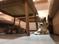 -柴务处·柴犬主题狗咖