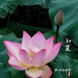 洪湖公园拍荷花之「夏雨荷」没有雨💦💦💦