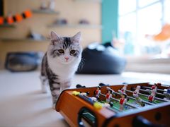 -飞行喵MR PILOT|猫舍·猫咖(静安大融城店)