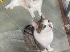 -喵屿·大理花园猫咖