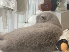 -共舞时光猫咖·狗咖(新街口店)