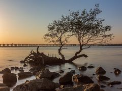 -宝安西湾红树林湿地公园