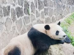 -都江堰中华大熊猫苑