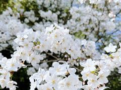 -新虹桥中心花园