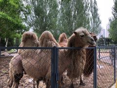 -长白岛森林公园