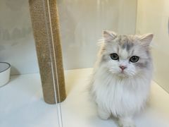 -十月米努特矮脚猫舍