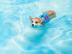 -汪说喵讲宠物乐园宠物酒店(红星美凯龙店)