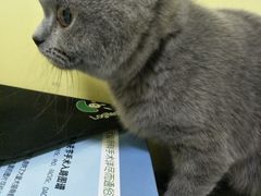 -瑞鹏宠物医院·爱宠堂·骨外专科(西荷分院)