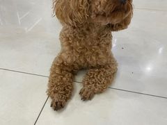 -翊宠yipet猫狗购宠庄园犬舍•猫舍