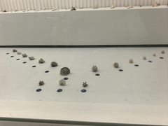 -青岛贝壳博物馆