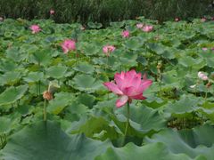 -莲花池公园