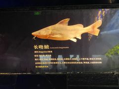 -江和美海洋公园