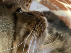 -COLOR PETS 撸猫馆·购猫·猫咖(长风大悦城店)