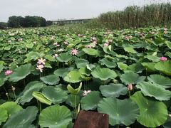 -荷塘月色湿地公园·向阳花洲