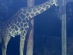 -清迈夜间动物园