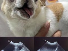 -特一安24小时宠物医院·骨科·中兽医