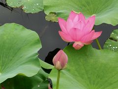 -羊亭河湿地公园