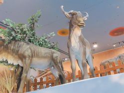 -卡通尼·Safari非洲探索乐园·生日会(金桥国际商业广场店)