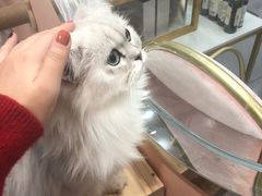 -BABIT巴比特宠物(MOMOPARK店)