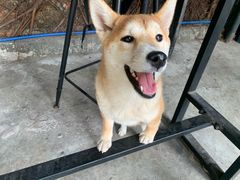 旺财-柴犬高等学院·狗咖·柴犬售卖·宠物训练