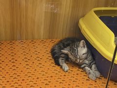 -欣宠猫屋·矮脚拿破仑·蓝金金渐层