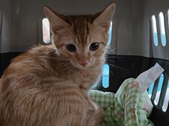 -北京观赏动物医院·24小时大型综合·猫专科·异宠专科