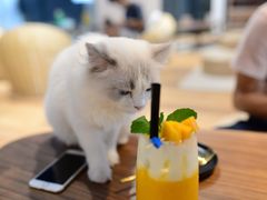 -瞄一喵猫咖(格力海岸店)