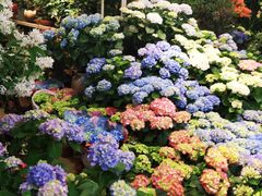 -双季花艺园艺市场(浦东店)