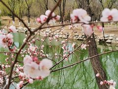 -大兴滨河森林公园