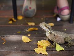 -可伦宾野生动物保护区