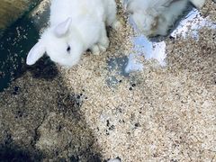 -上海大自然野生昆虫馆