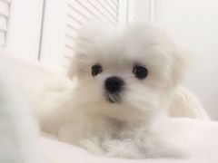 -美联众合动物医院·24h转诊中心