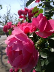 -奥丽维娅美容养生会所