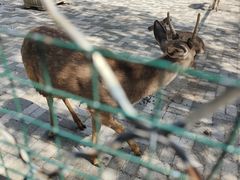 -长白岛森林公园