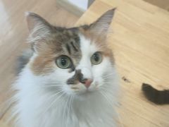 -是阿柴呀！柴犬咖啡·爱喵喵猫咖