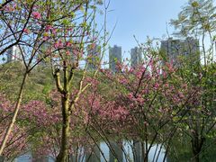 -重庆彩云湖湿地公园
