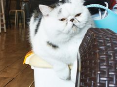 -Cappucimeow猫咪咖啡馆(韦伯时代店)