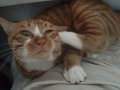 -宠颐生宠物医院·异宠猫科内科·诊疗中心宠巢店