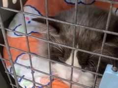 -凯特喵百思猫专科医院