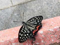 -花亭湖风景名胜区