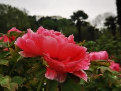 -南京古林公园