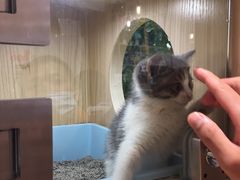 -屋虎猫馆(宝安大仟里店)