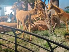 -国家自然博物馆